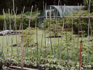 Bean Pole Teepee