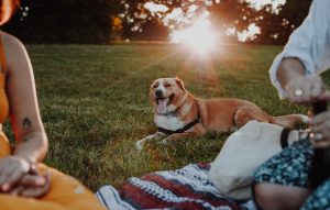 Picnic Dog