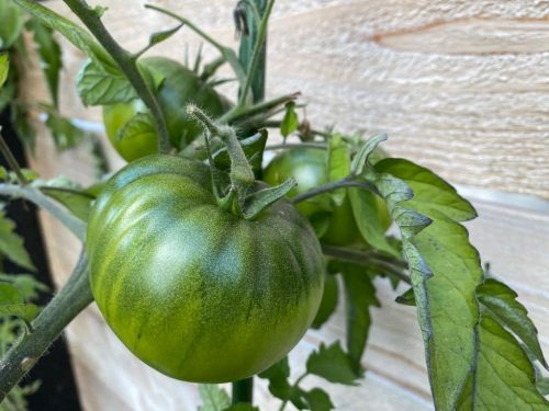 Green Heirloom Tomato